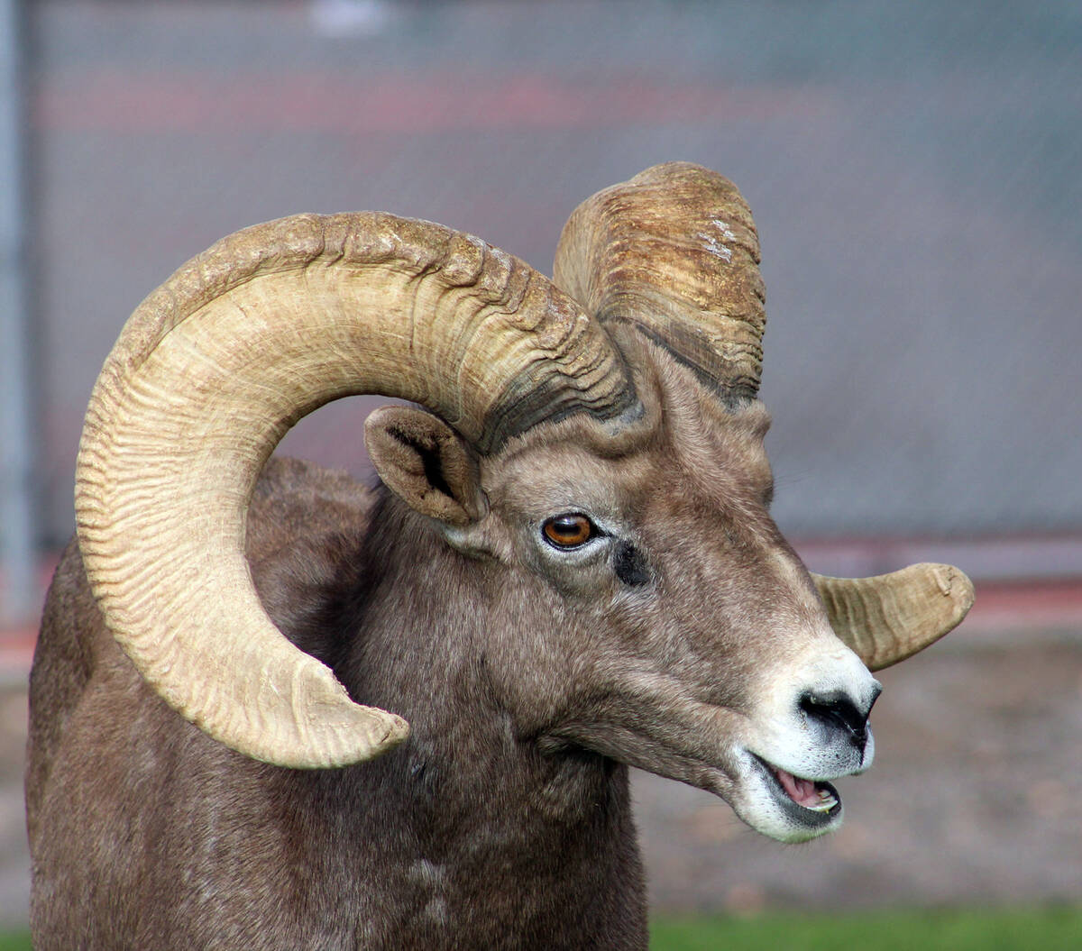 Ron Eland/Boulder City Review Staff from the Nevada Department of Wildlife will be on hand to a ...
