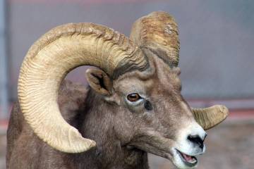 Ron Eland/Boulder City Review Staff from the Nevada Department of Wildlife will be on hand to a ...