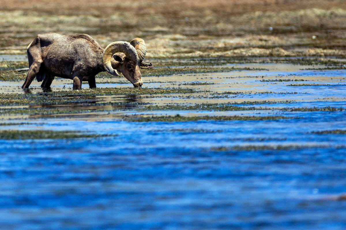 A bighorn sheep cools off with a drink about the Callville Bay Marina in the Lake Mead National ...